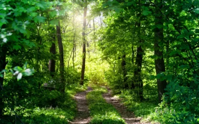 Samtalsterapi eller imaginationsarbete? Skillnader, styrkor och upplevelser